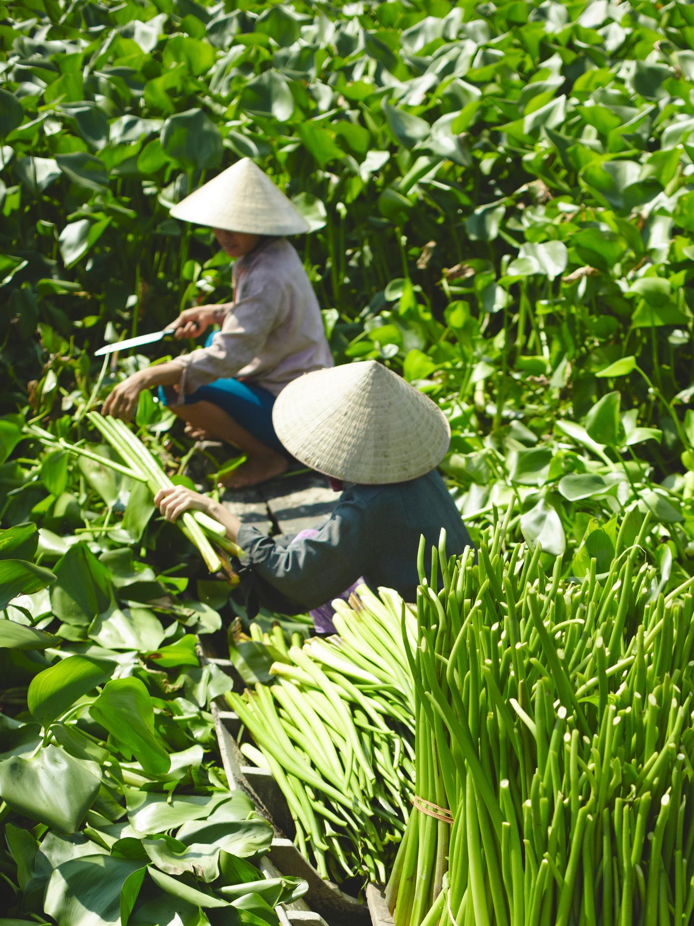 Two people wearing woven sunhats crouching in the Mekong River harvesting water hyacinth on a sunny day.