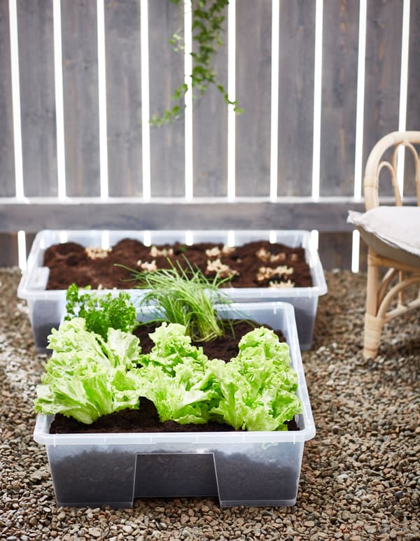 Two plastic SAMLA boxes are used as planters to grow edible plants like lettuce and chives.