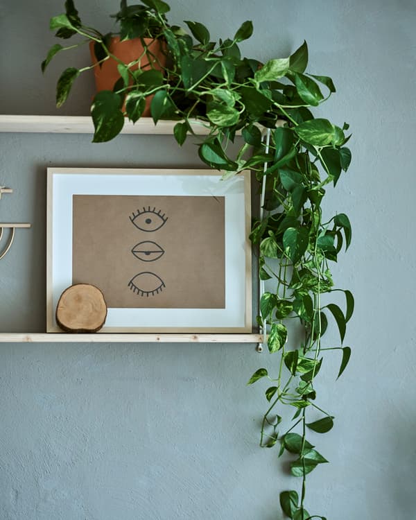 Two shelves on a grey wall, one shelf has a plant with trailing leafy stems, the other has a framed sketch of three eyes.