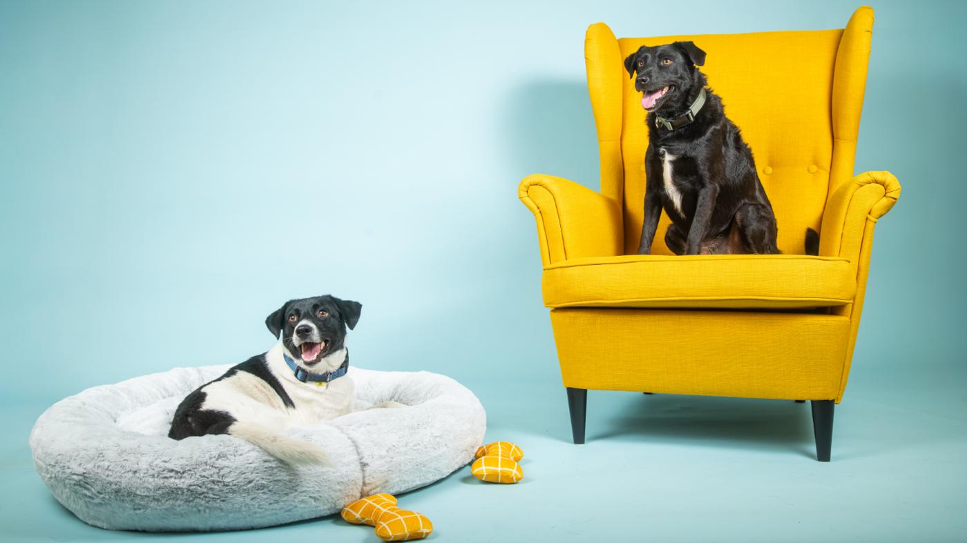 Istraži katalog Šapice i njuškice