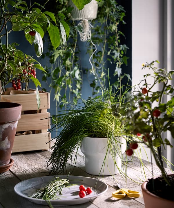 Uma bancada de madeira rústica num ambiente de cozinha, com plantas à volta e um prato com vegetais acabados de colher.