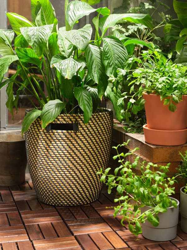 Uma planta grande num vaso RÅGKORN sobre um pavimento de madeira RUNNEN e plantas mais pequenas a diferentes alturas.