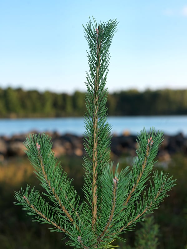 Un abeto verde joven se alza frente a un lago rodeado de más árboles.