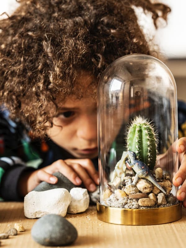 Un bambino osserva una pianta all'interno di una teca.
