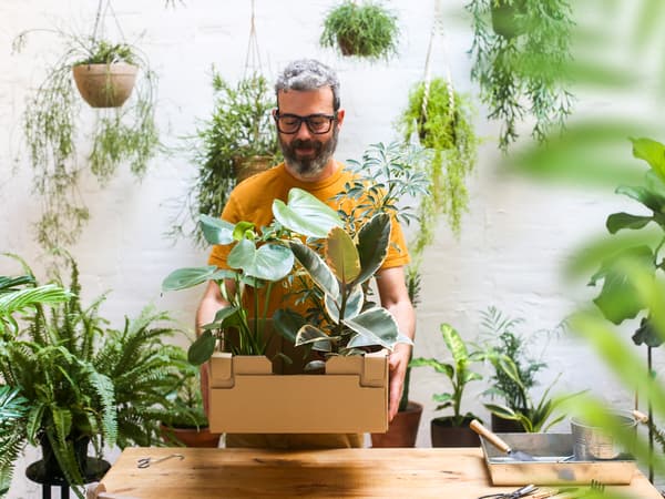 Un bărbat cu barbă și ochelari pare fericit și ține o cutie de carton cu plante într-un spațiu interior plin cu plante.