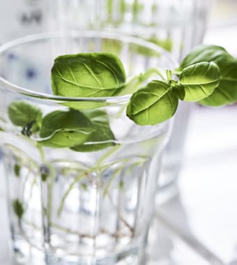 Un bicchiere in vetro trasparente con all'interno dell'acqua e una pianta verde che sta mettendo delle radici.