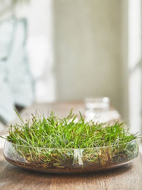 Un bol en verre transparent peu profond contenant une touffe d'herbe verte, placé sur une surface en bois avec un arrière-plan intérieur flou.