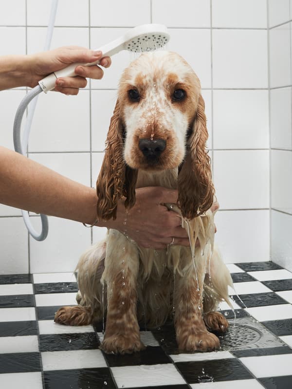 Un cachorro de cocker spaniel que lo bañan con una regadera de mano está sentado en el piso de azulejos blancos y negros de un baño.