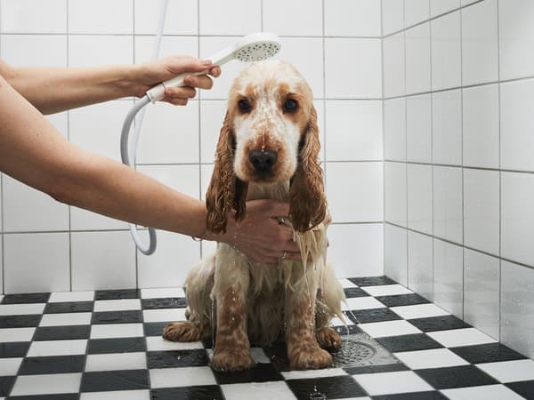 Un cachorro de cocker spaniel que lo bañan con una regadera de mano está sentado en el piso de azulejos blancos y negros de un baño.