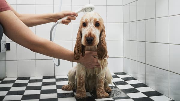 Un cadell de spaniel trist esbandint-se amb una dutxa de mà mentre està assegut a terra, en un bany amb rajoles blanques i negres.