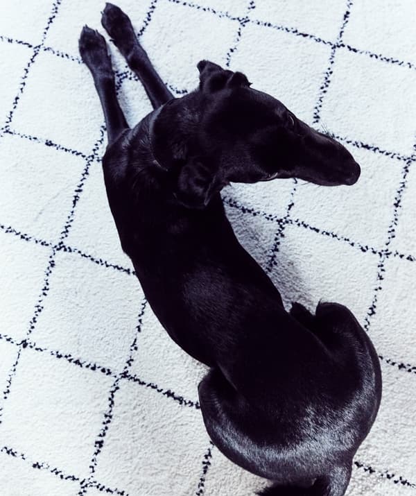 Un cane su un tappeto monocromatico con motivo a rombi.