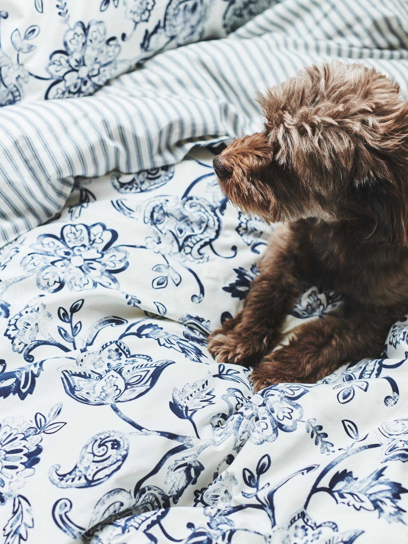 Un chien brun frisé de taille moyenne, sur un lit revêtu de linge de lit JUNIMAGNOLIA à motifs bleus et blancs.