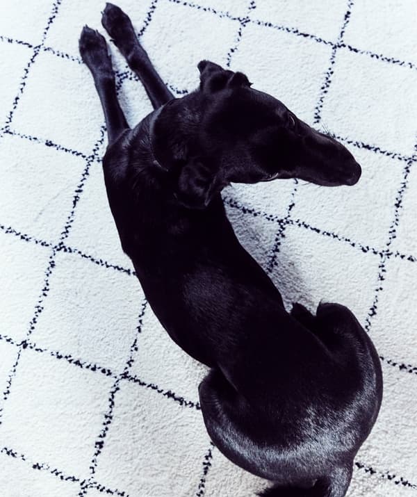 Un chien couché sur un tapis monochrome aux motifs de losange.