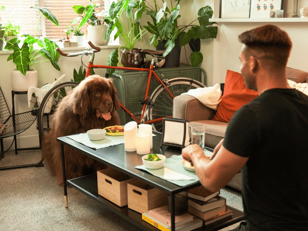 Un chien et un homme sont assis sur le sol, des assiettes sont posées devant eux sur une table basse.