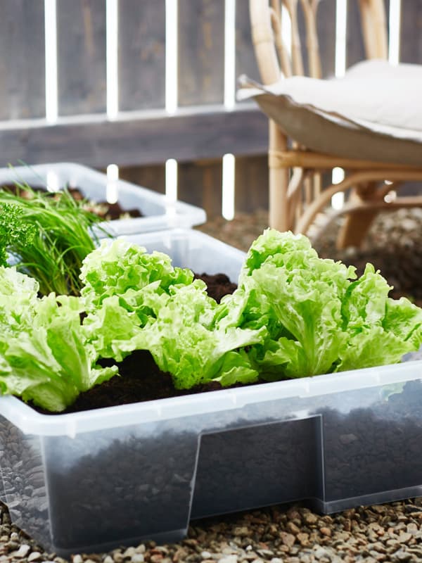 Un cotnenitore in plastica SAMLA con all'interno della terra e dell'insalata.