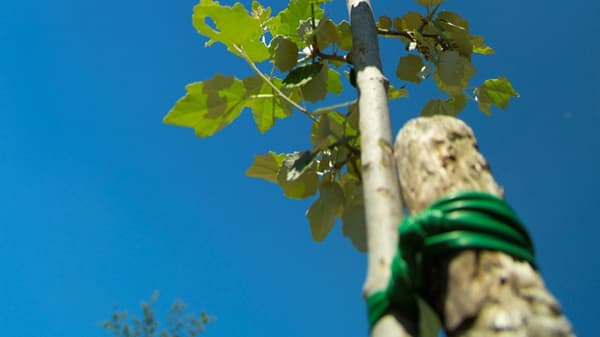 Un dettaglio di una pianta del basso. 