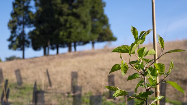 Un dettaglio di una pianta di arbusto piantata nel Parco Piemonte.