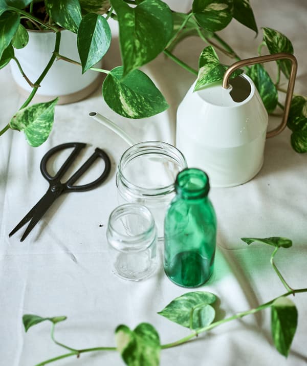 Un Epipremnum sur une table recouverte d’une nappe, à côté de deux bocaux en verre transparent et d’une petite bouteille en verre vert, d’un arrosoir couleur crème et d’une paire de ciseaux noirs.
