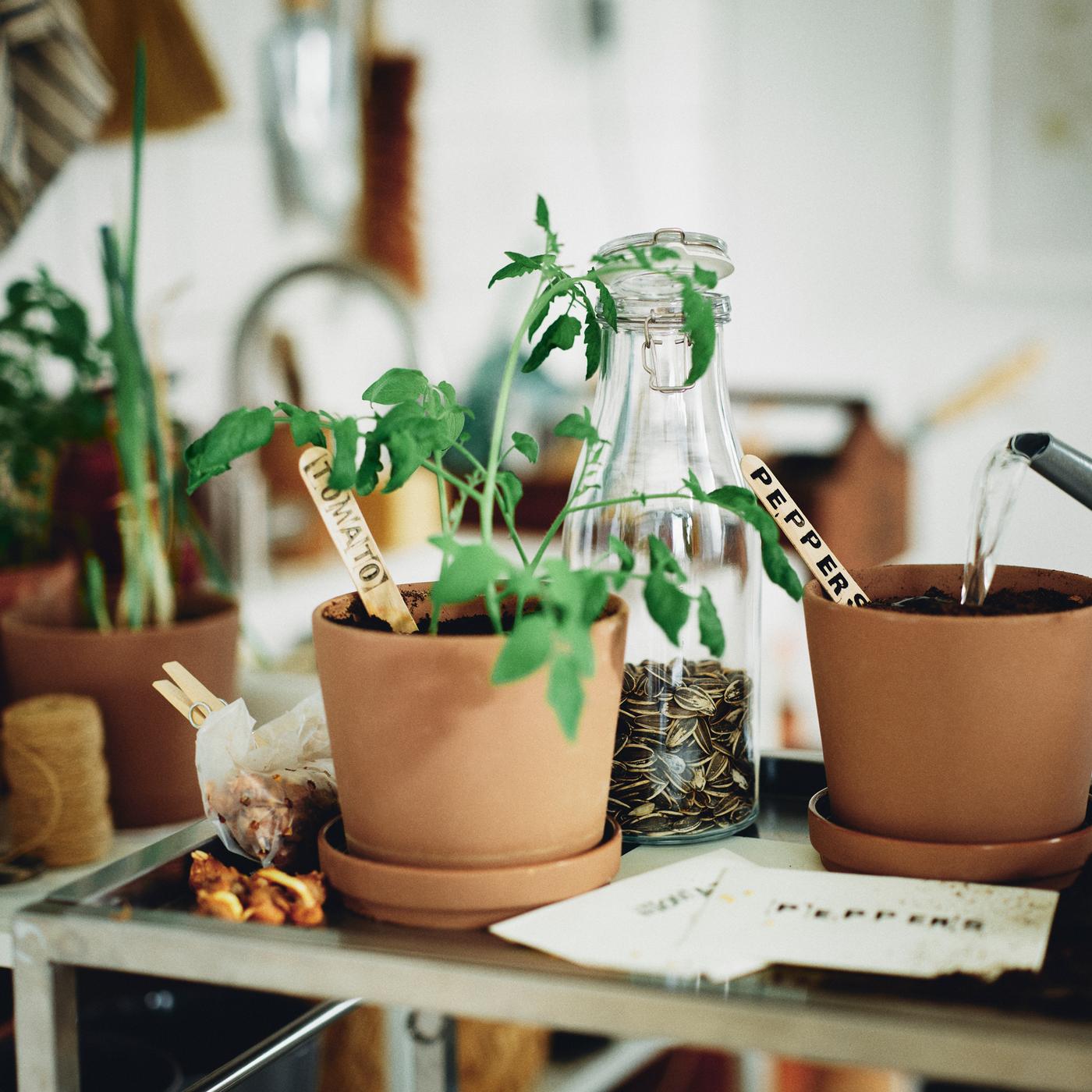Un flacon de graines et deux cache-pots KLARBÄR bruns pour intérieur/extérieur avec coupelles. Dans l’un des pots pousse un plant de tomates.