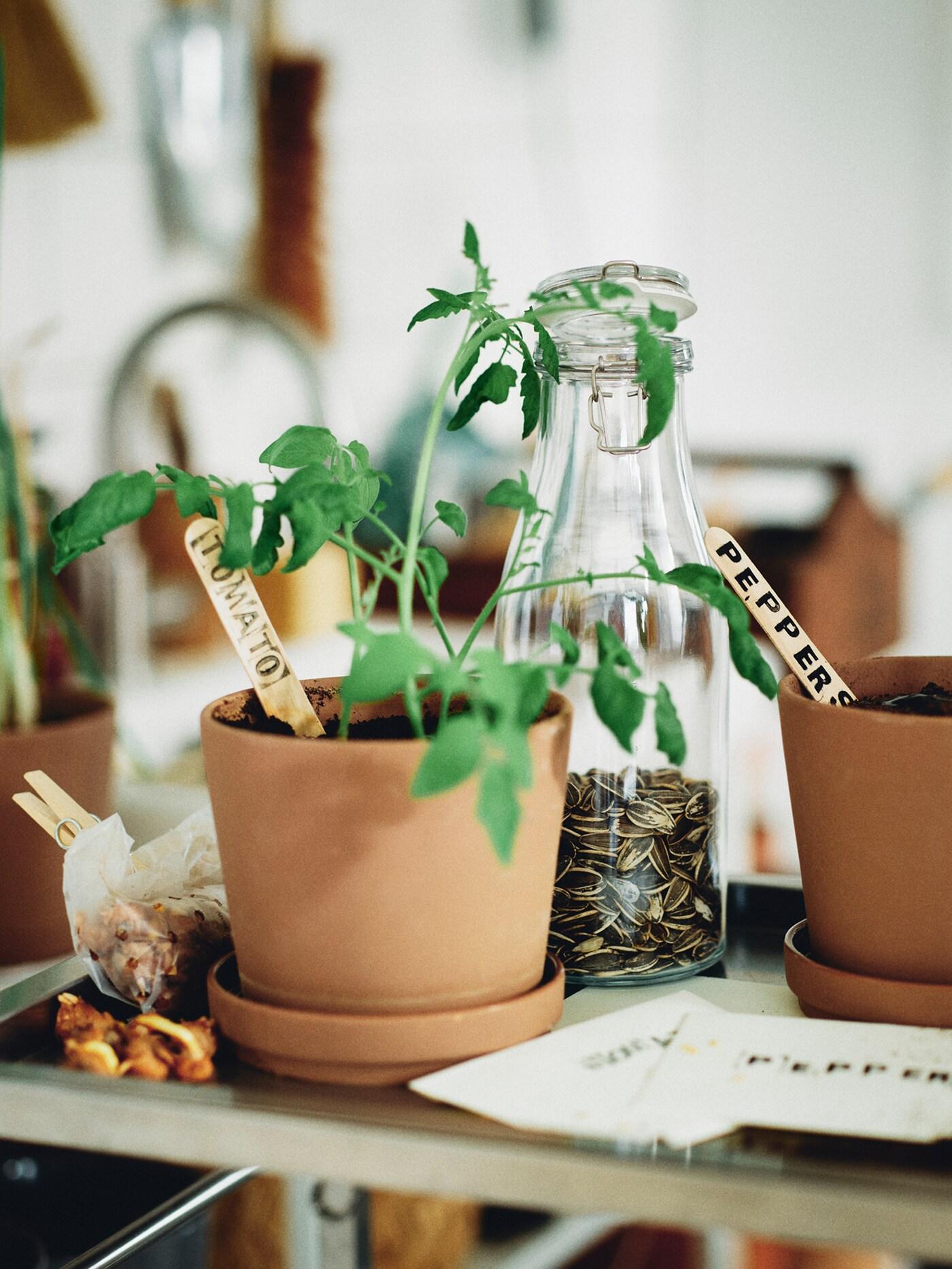 Un flacon de graines et deux pots KLARBÄR bruns pour intérieur/extérieur avec coupelles. Dans l’un des pots pousse un plant de tomate.
