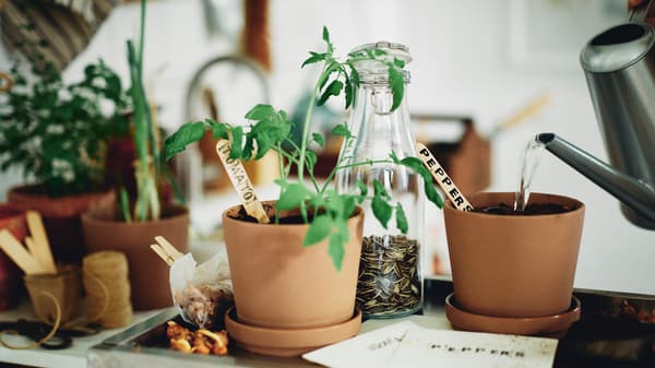 Un flacon de graines et deux pots KLARBÄR bruns pour intérieur/extérieur avec coupelles. Dans l’un des pots pousse un plant de tomate.