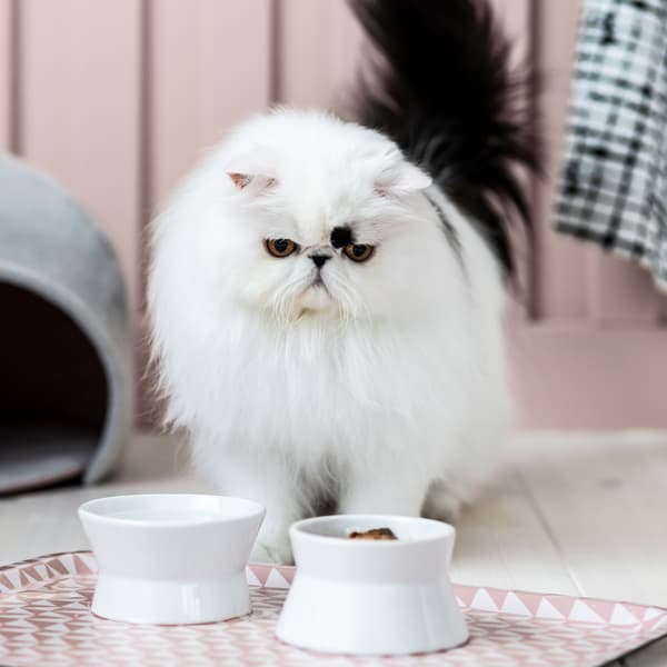 Un gatto che annusa il contenuto di due ciotole in ceramica LURVIG appoggiate su un vassoio con motivi rosa - IKEA