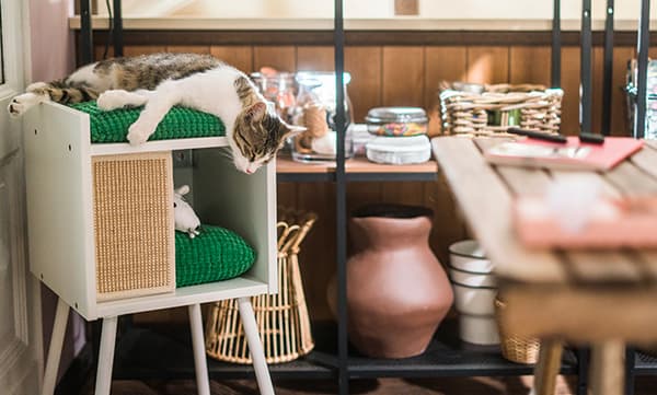 Un gatto che dorme su un comodino sopra un cuscino verde. Dietro, uno scaffale con vasi e altri oggetti.