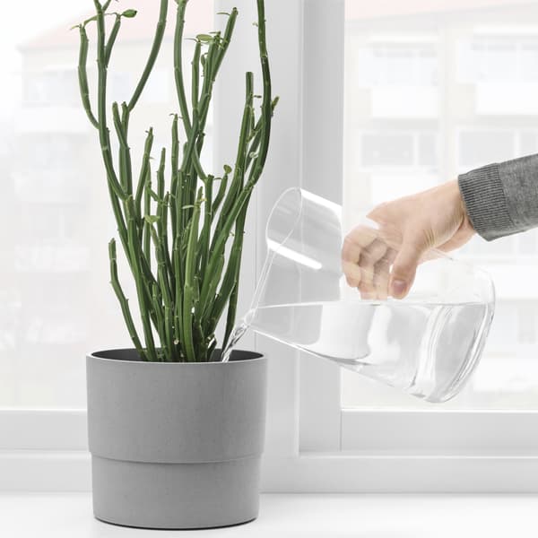 Un homme arrose une plante verte