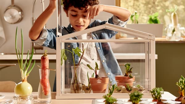 Un jeune garçon soulève le couvercle d’une serre posée sur une table; des carottes et des oignons poussent dans des vases et dans un moule à muffins.