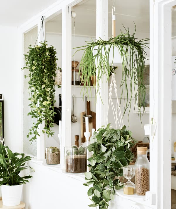 Un mélange de plantes suspendues et en pots dans un encadrement de fenêtre entre deux pièces blanches.