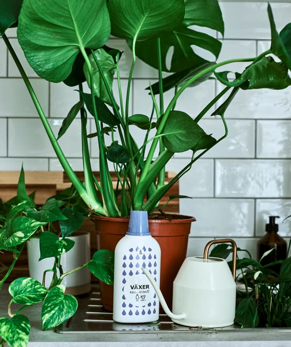 Un Monstera en pot sur l’égouttoir d’un évier, à côté d’un flacon d’engrais et d’un arrosoir à anse dorée.