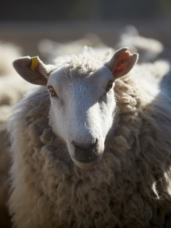 Un mouton très laineux avec une étiquette d’oreille jaune.