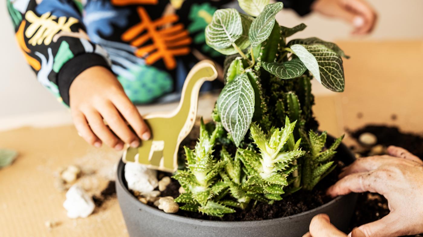 Un nen juga amb un joc de món de dinosaures JÄTTELIK en un test amb plantes verdes a sobre d'una taula dins de casa.