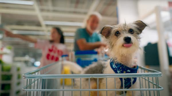 Un perro dentro de un carro en la tienda IKEA.