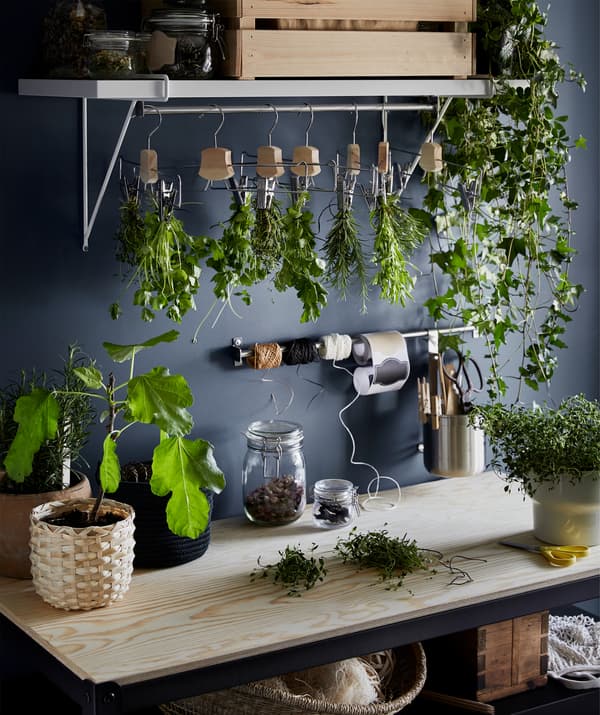 Un piano di lavoro in legno con vasi di erbe fresche e mazzolini di erbe appese ad essiccare - IKEA
