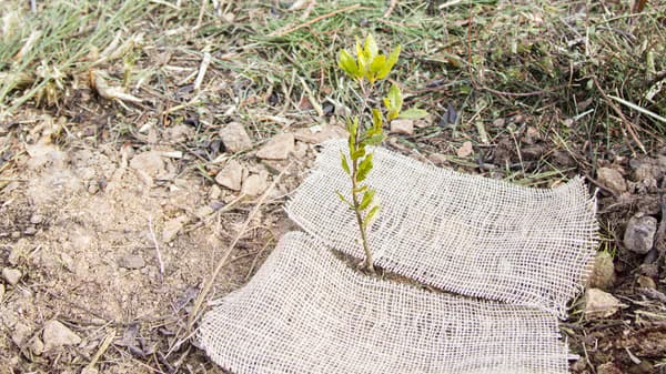 Un piantina impiantata nella “Palestra del Verde” del Parco Nazionale delle Cinque Terre.