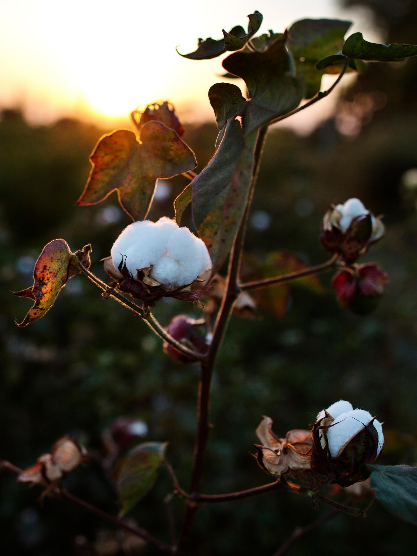 Un plant de coton avec trois fleurs de coton blanches et rondes au coucher du soleil, dans un champ luxuriant de plants de coton.