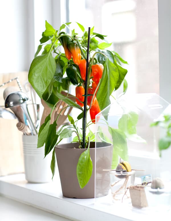 Un plant de piment apporte une touche de couleur sur le rebord de fenêtre.