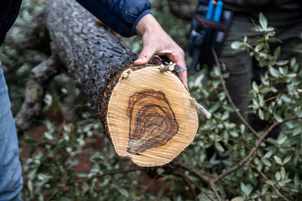 Un primo piano dell'interno di un tronco tagliato. 