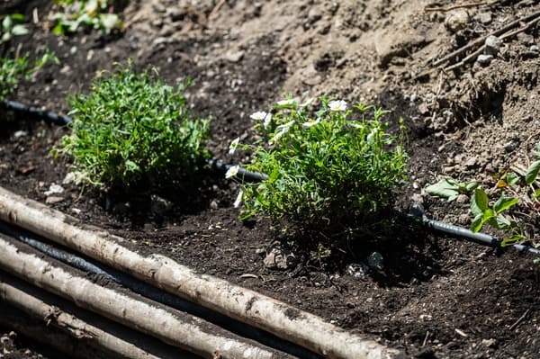 Un primo piano di due piante autotocne appena piantate. 