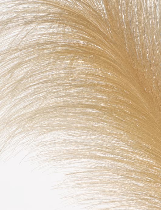 un tige de pampas beiges