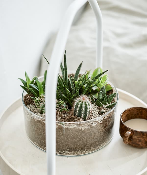 Un vase rond transparent contenant des succulentes et des cactus posé sur une table d’appoint en bois clair.