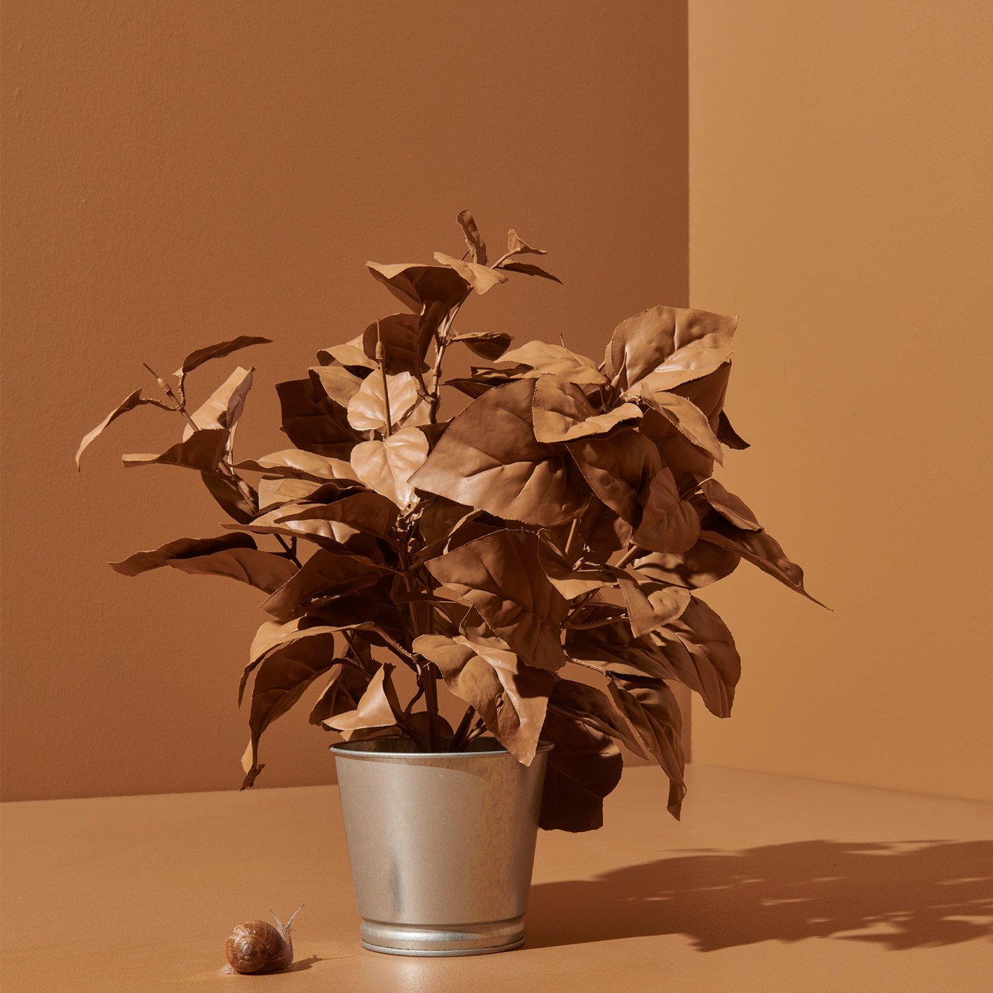 Un vaso con una pianta color marrone sullo sfondo delle pareti marroni.