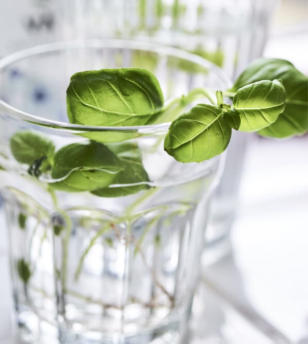 Un verre contenant des boutures d’herbes aromatiques.