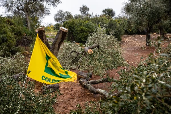 Una bandiera di Coldiretti accanti ad alcuni tronchi di ulivi tagliati. 