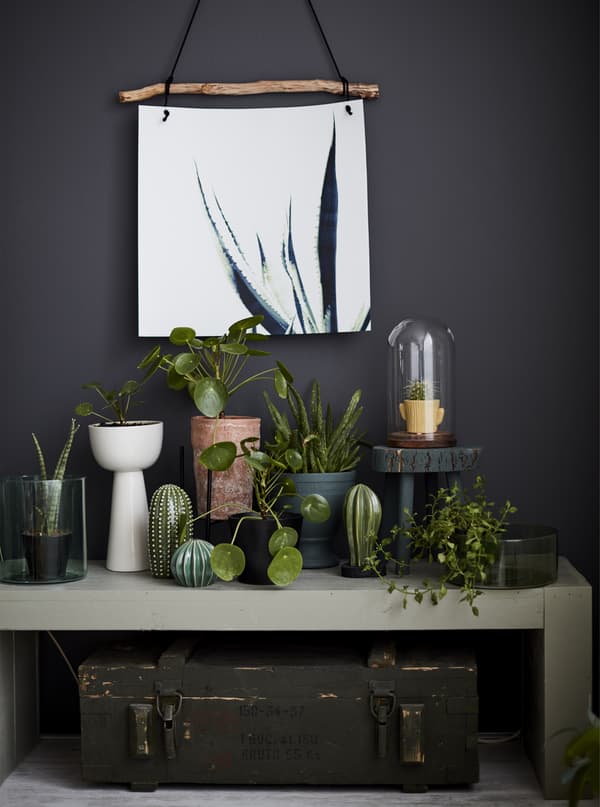 Una collezione di piante su un tavolino