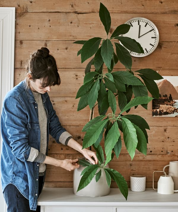 Una donna controlla una pianta a foglie larghe in un vaso bianco sopra un mobile, davanti a una parete in legno con un orologio appeso - IKEA