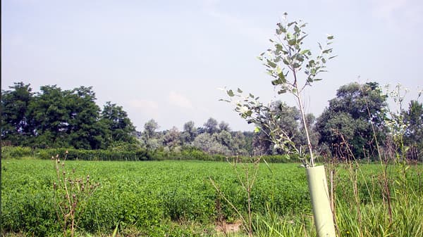 Una foto degli alberi impiantati nelle aree protette del Parco Naturale del Po piemontese.