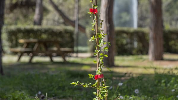 Una foto di un primo piano di una pianta legata a un pezzo di legno. 