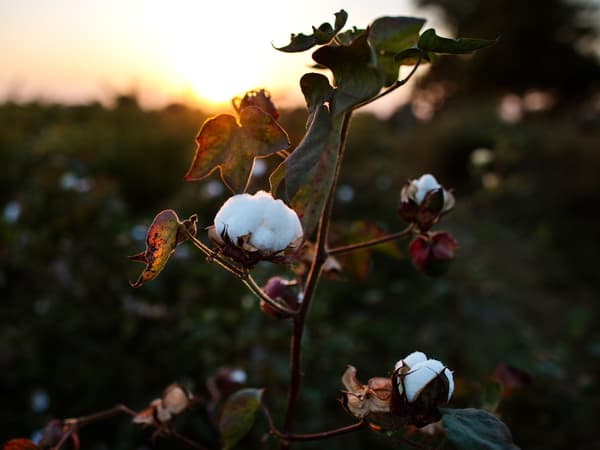 Una planta de algodón con tres flores de algodón blancas y esponjosas al atardecer en un exuberante campo verde de plantas de algodón.